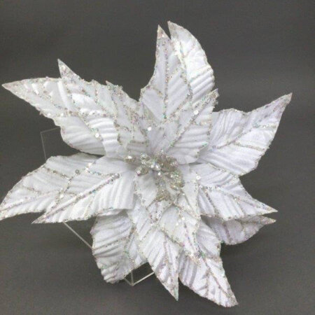 White Silver Edge Poinsettia