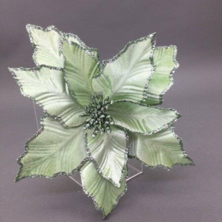 Pale Green Silver Poinsettia